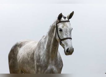 Zangersheider, Jument, 5 Ans, 164 cm, Alezan brûlé