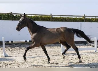 Zangersheider, Jument, 5 Ans, 164 cm, Bai brun foncé