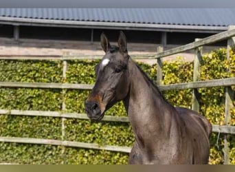 Zangersheider, Jument, 5 Ans, 164 cm, Bai brun foncé