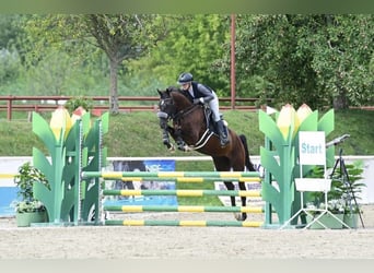 Zangersheider, Jument, 5 Ans, 164 cm, Noir