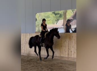 Zangersheider, Jument, 5 Ans, 164 cm, Noir