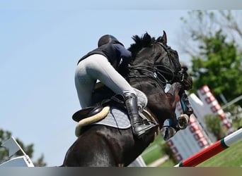 Zangersheider, Jument, 5 Ans, 164 cm, Noir