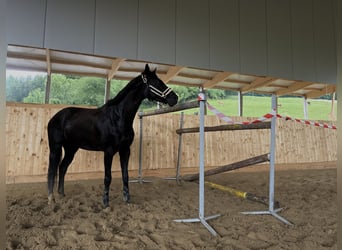 Zangersheider, Jument, 5 Ans, 164 cm, Noir