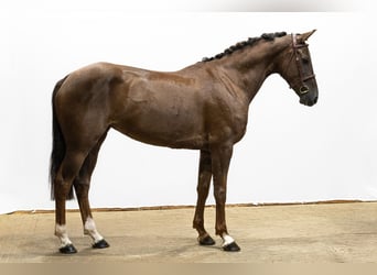 Zangersheider, Jument, 5 Ans, 165 cm, Alezan