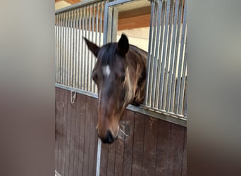 Zangersheider, Jument, 5 Ans, 165 cm, Bai