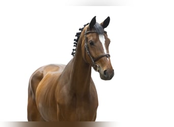 Zangersheider, Jument, 5 Ans, 166 cm, Bai