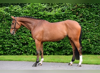 Zangersheider, Jument, 5 Ans, 167 cm, Bai