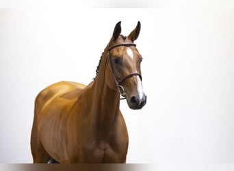 Zangersheider, Jument, 5 Ans, 167 cm, Bai