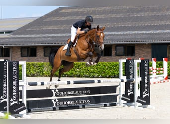 Zangersheider, Jument, 5 Ans, 167 cm, Bai