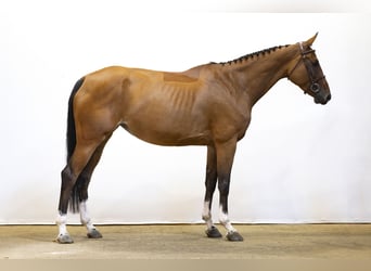 Zangersheider, Jument, 5 Ans, 167 cm, Bai