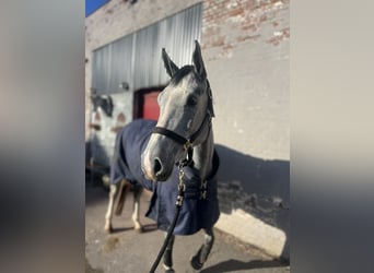 Zangersheider, Jument, 5 Ans, 167 cm, Gris