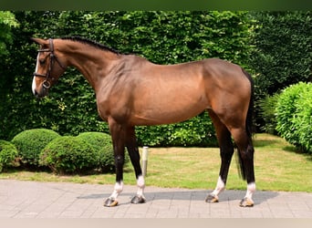 Zangersheider, Jument, 5 Ans, 168 cm, Bai