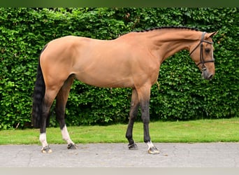 Zangersheider, Jument, 5 Ans, 168 cm, Bai