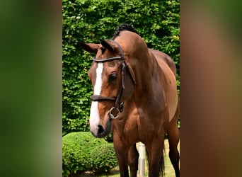 Zangersheider, Jument, 5 Ans, 168 cm, Bai