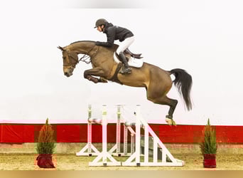 Zangersheider, Jument, 5 Ans, 168 cm, Bai