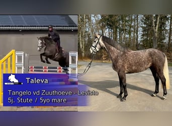 Zangersheider, Jument, 5 Ans, 168 cm, Gris