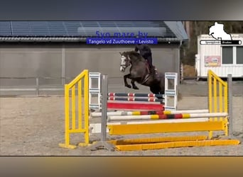 Zangersheider, Jument, 5 Ans, 168 cm, Gris