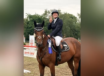 Zangersheider, Jument, 5 Ans, 169 cm, Bai