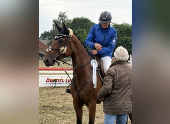 Zangersheider, Jument, 5 Ans, 169 cm, Bai