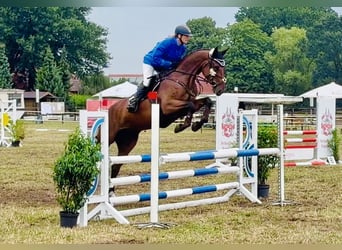 Zangersheider, Jument, 5 Ans, 169 cm, Bai