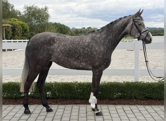 Zangersheider, Jument, 5 Ans, 169 cm, Gris pommelé