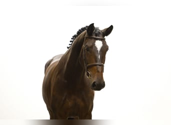 Zangersheider, Jument, 5 Ans, 170 cm, Bai