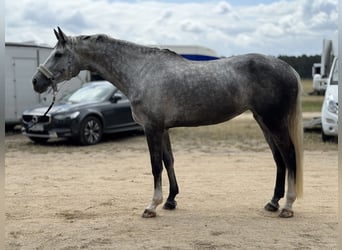 Zangersheider, Jument, 5 Ans, 170 cm, Gris