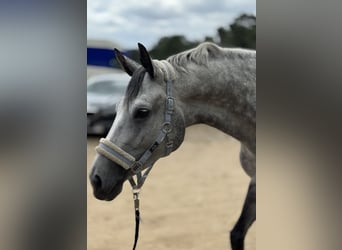 Zangersheider, Jument, 5 Ans, 170 cm, Gris