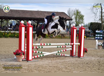 Zangersheider, Jument, 5 Ans, 170 cm, Pinto