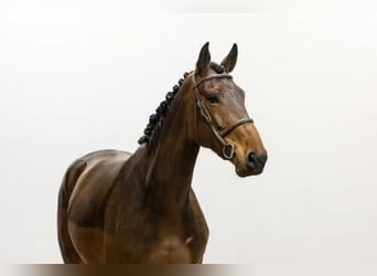 Zangersheider, Jument, 5 Ans, 171 cm, Bai