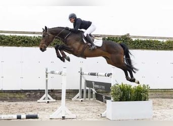 Zangersheider, Jument, 5 Ans, 171 cm, Bai
