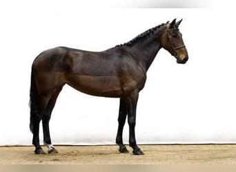 Zangersheider, Jument, 5 Ans, 171 cm, Bai