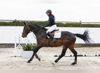 Zangersheider, Jument, 5 Ans, 171 cm, Bai