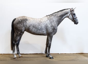 Zangersheider, Jument, 5 Ans, 171 cm, Gris