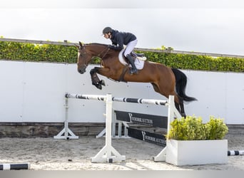 Zangersheider, Jument, 5 Ans, 174 cm