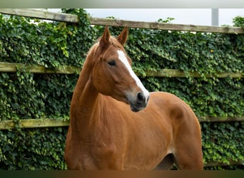 Zangersheider, Jument, 5 Ans, 177 cm, Alezan