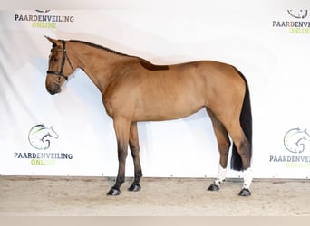 Zangersheider, Jument, 5 Ans, Bai