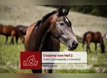 Zangersheider, Jument, 5 Ans, Gris