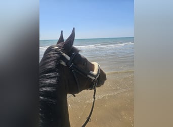 Zangersheider, Jument, 6 Ans, 158 cm, Bai