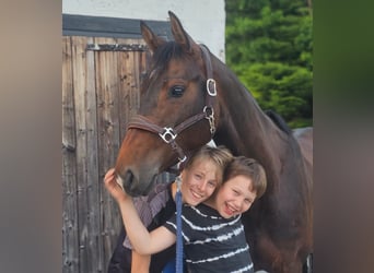 Zangersheider, Jument, 6 Ans, 158 cm, Bai