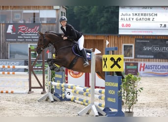 Zangersheider, Jument, 6 Ans, 158 cm, Bai