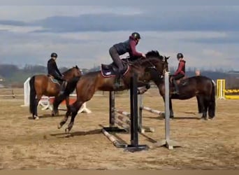 Zangersheider, Jument, 6 Ans, 158 cm, Bai