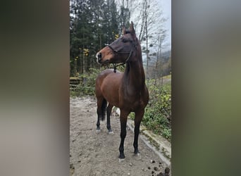 Zangersheider, Jument, 6 Ans, 158 cm, Bai