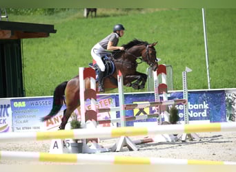 Zangersheider, Jument, 6 Ans, 158 cm, Bai