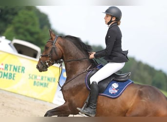 Zangersheider, Jument, 6 Ans, 158 cm, Bai