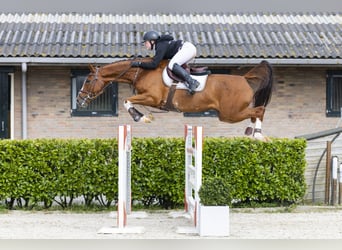 Zangersheider, Jument, 6 Ans, 160 cm, Alezan