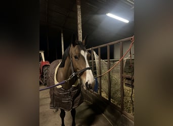 Zangersheider, Jument, 6 Ans, 160 cm, Bai brun