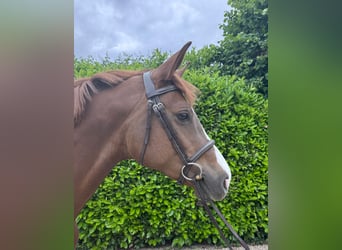 Zangersheider, Jument, 6 Ans, 162 cm, Alezan