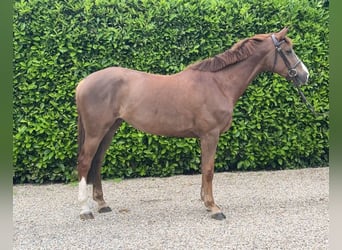 Zangersheider, Jument, 6 Ans, 162 cm, Alezan