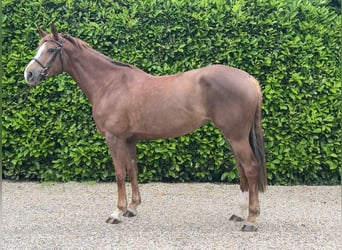 Zangersheider, Jument, 6 Ans, 162 cm, Alezan